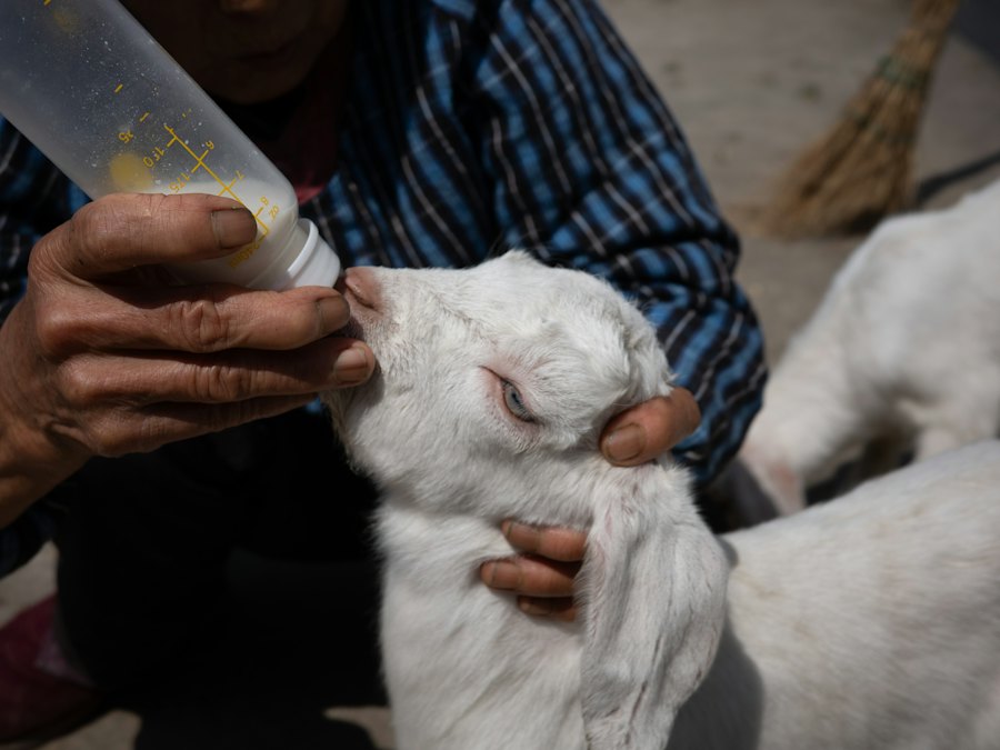Hands bottle-feeding a baby goat