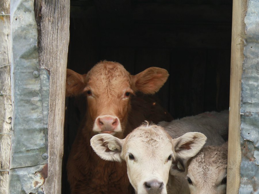 Two calves peeking out of the door of a tin shed