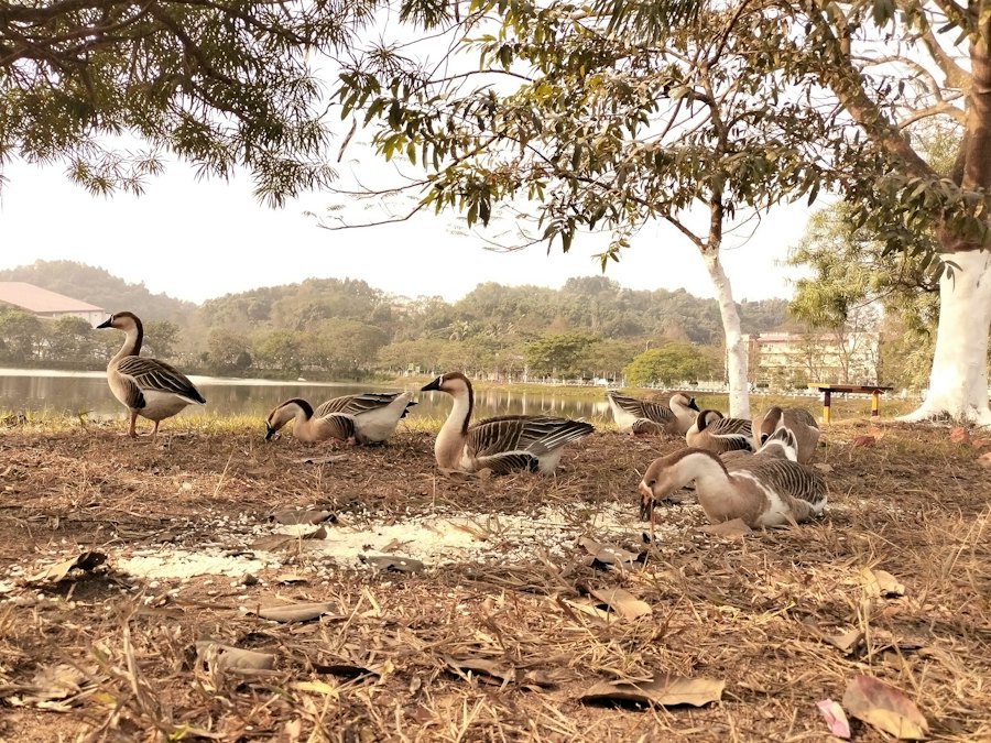A flock of ducks resting on dry grass under the trees