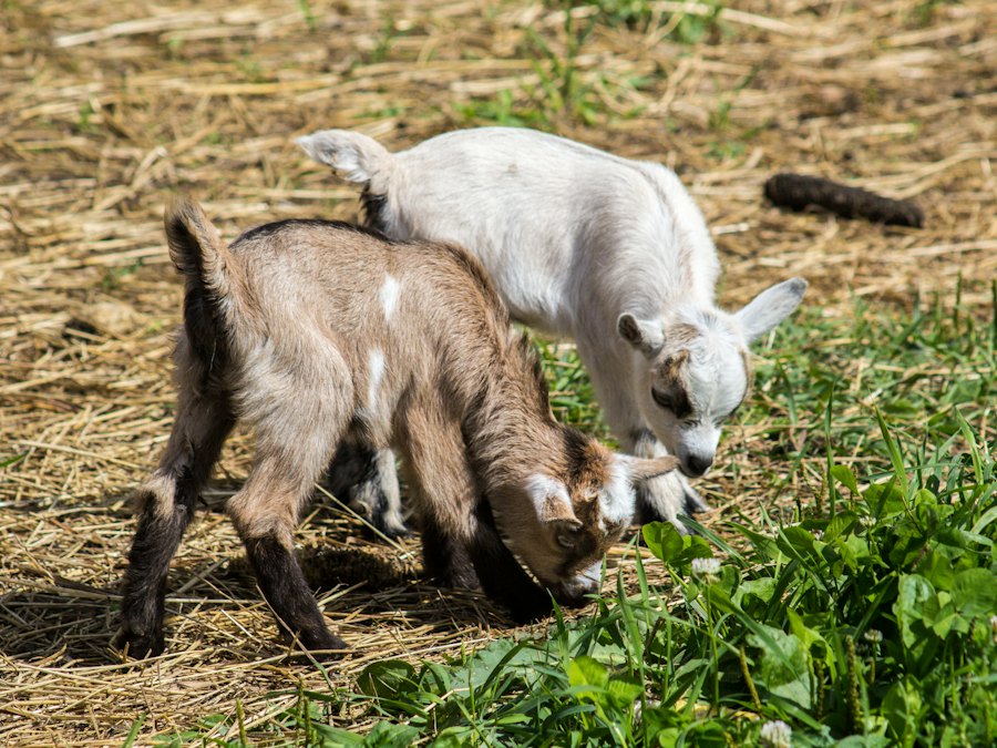 Two young goats grazing on a patch of grass