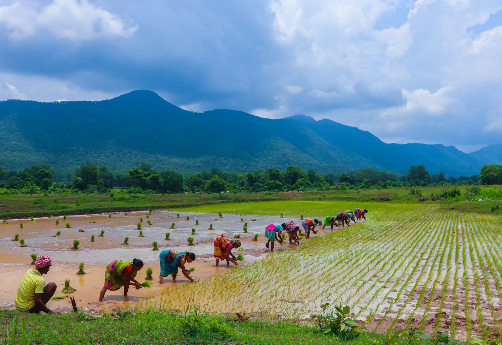 Farmers planting rice seedlings in a flooded paddy field, with hills behind