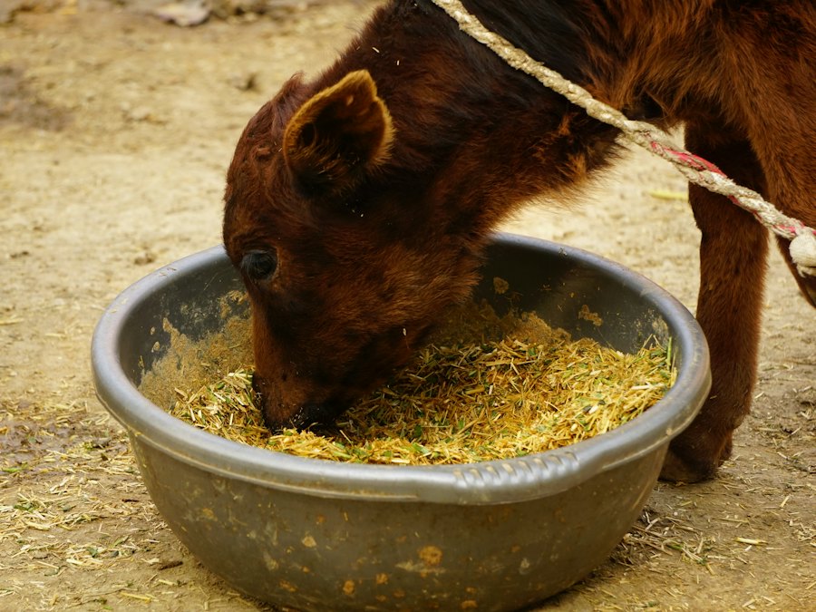 A pony eating feed from a steel bowl